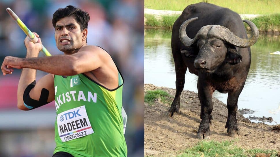 Pakistan’s Olympic Gold Medallist Arshad Nadeem Receives Unique Gift: Buffalo From His Father-In-Law