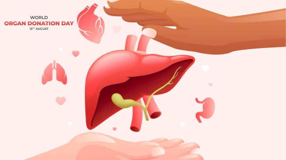 World Organ Donation Day 2024: Guidelines For Live Liver Donors - Expert Shares Tips On Lifestyle