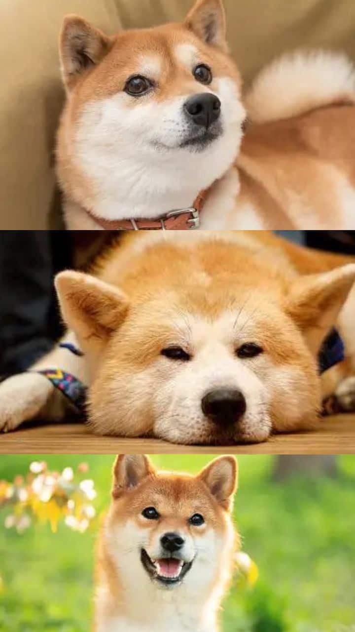 cutest-dog-breeds-in-india-with-and-pictures-infoupdate