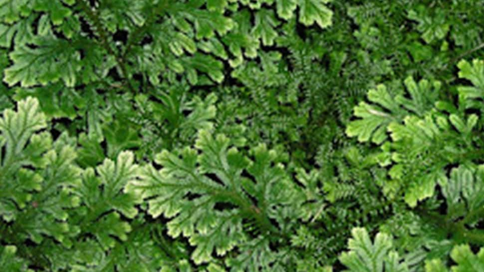 Does Sanjeevani Plant Still Exists? Miracle Selaginella bryopteris ...