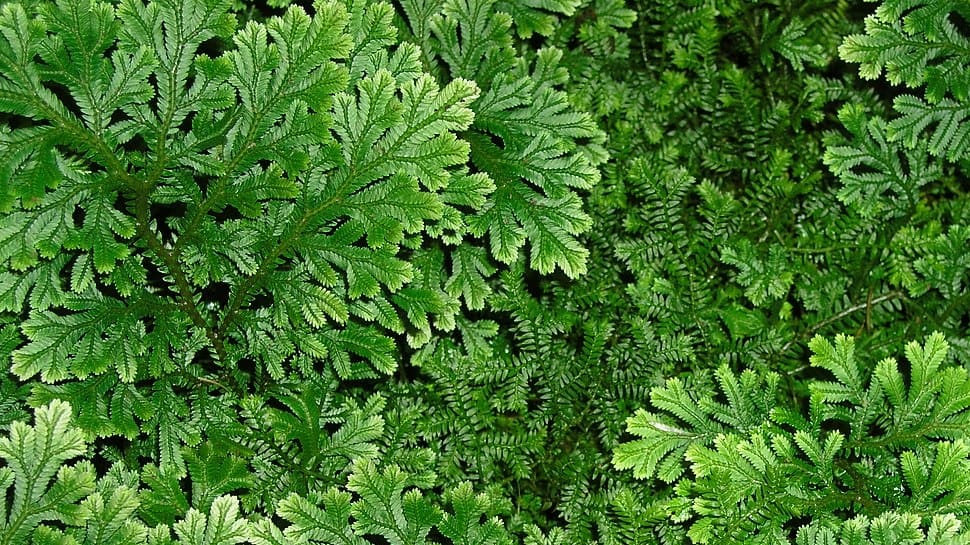 Type Of Fern