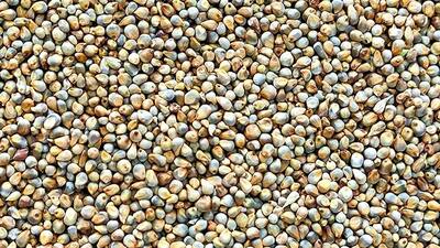 Bajra (Pearl Millet)