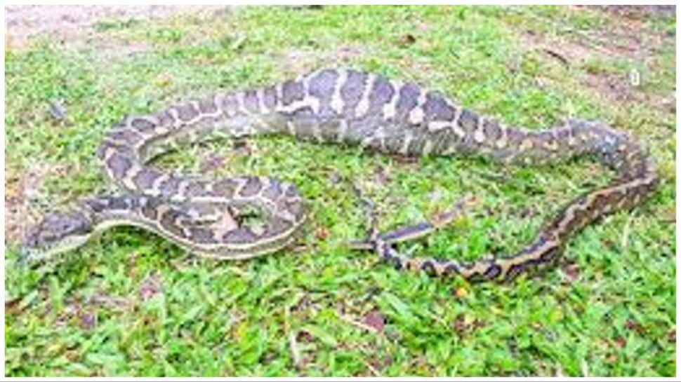 Snake&#039;s Snack Shocks, Eats 2 Kg Chicken With &#039;Ironic&#039; Surprise