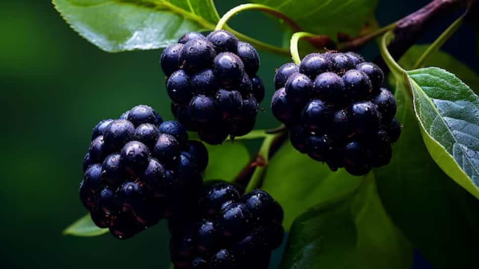 Indian Blackberry (Jamun)