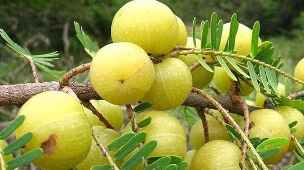 Indian Gooseberry (Amla)