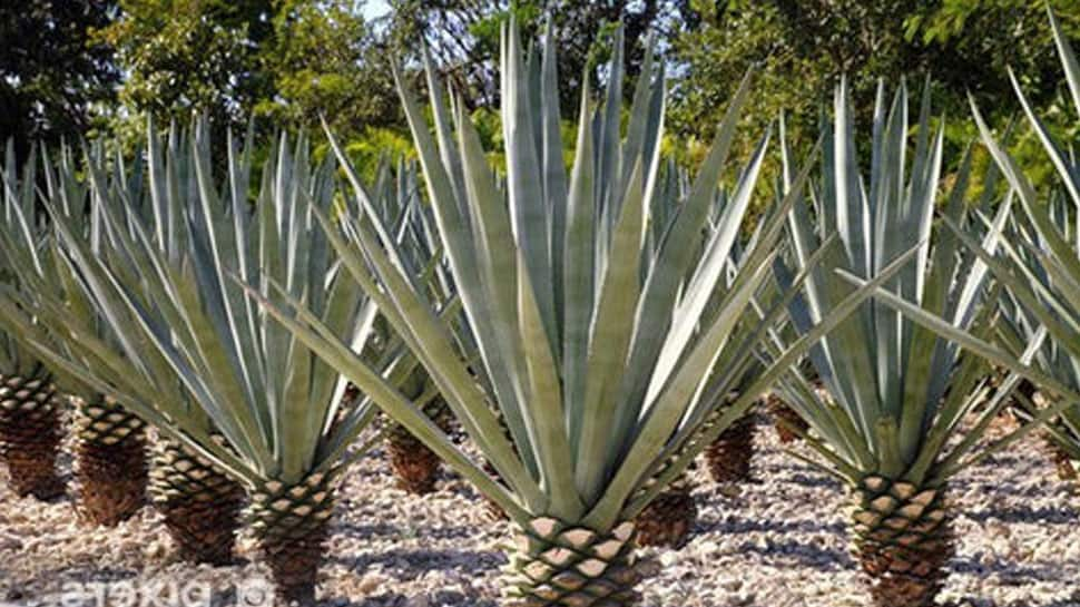 Agave Nectar