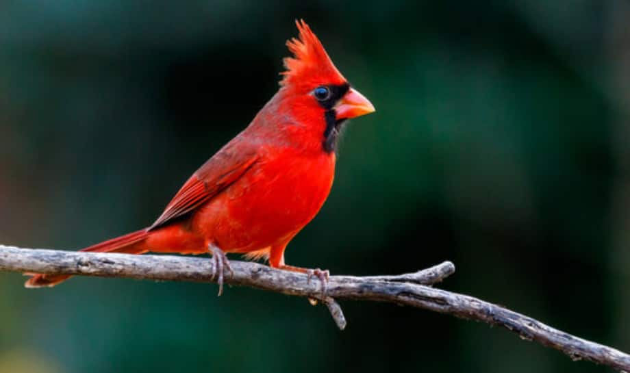 Northern Cardinal: 