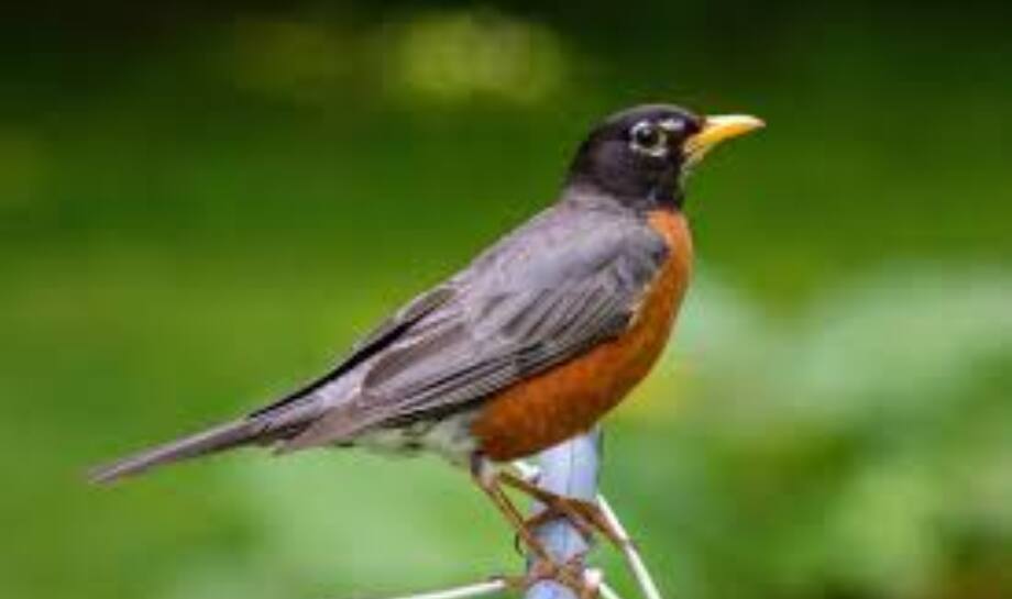 American Robin: 