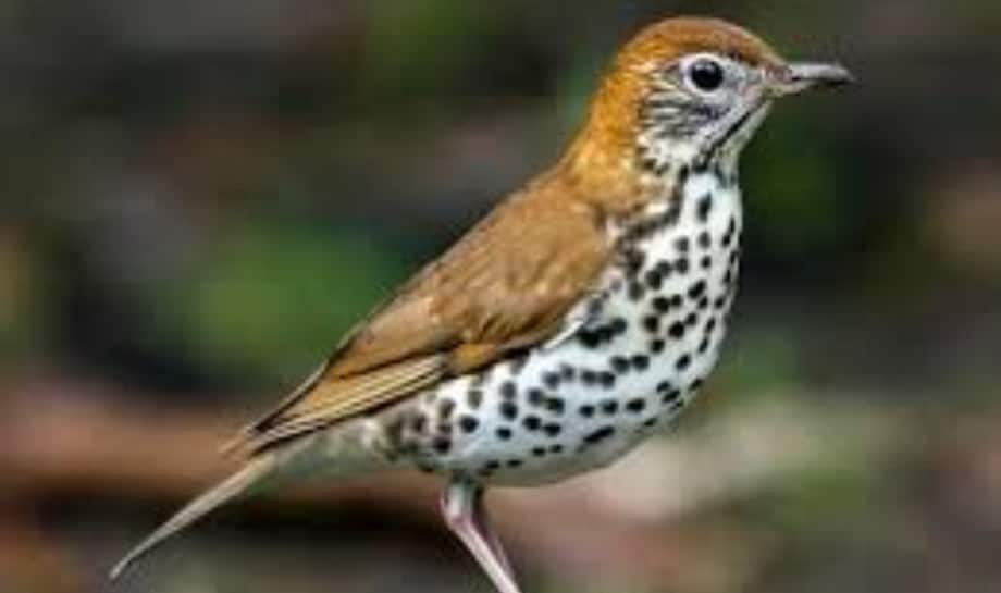 Thrush: 