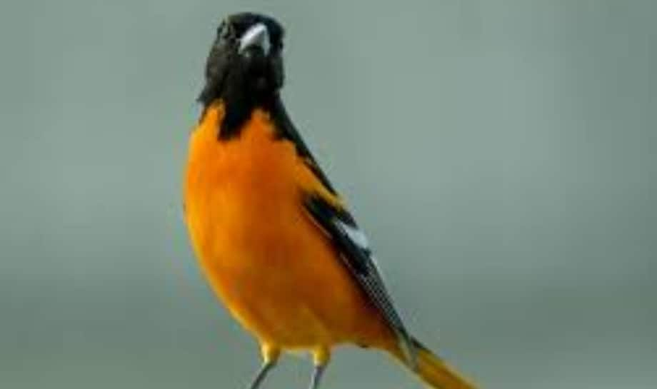 Oriole: 