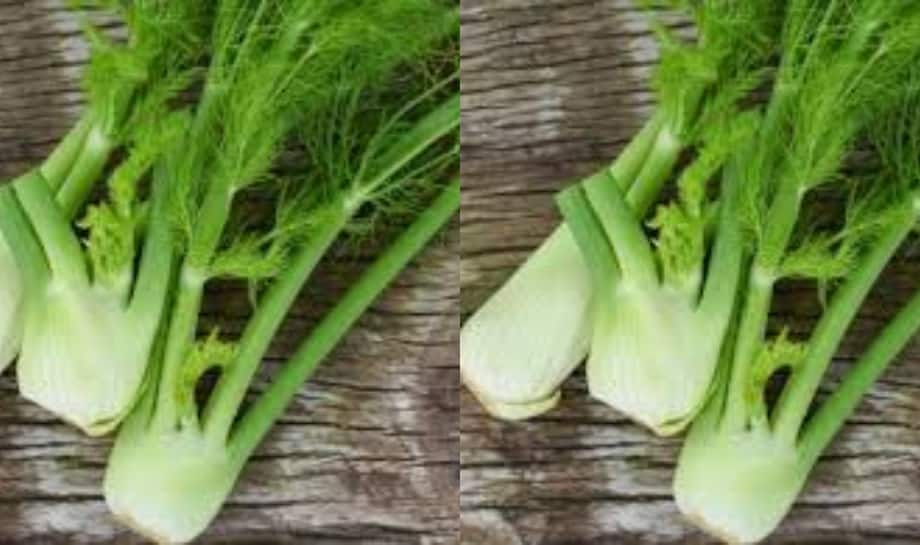 Fennel: 