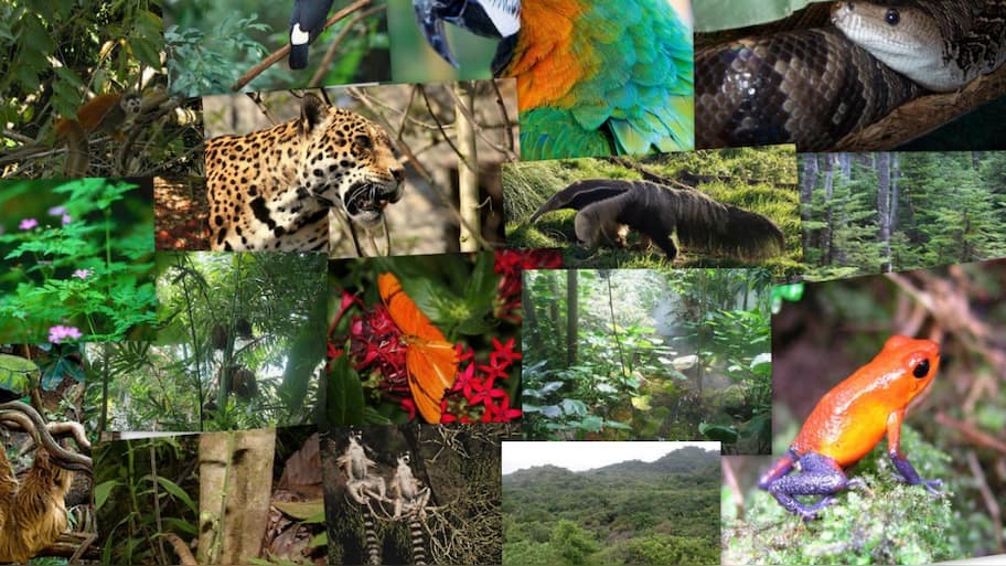 Investigating the Wild: What Species Are Found in the Amazon? Along ...