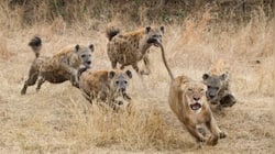 7 Fiercest Rivalries in the Animal Kingdom You Won’t Believe