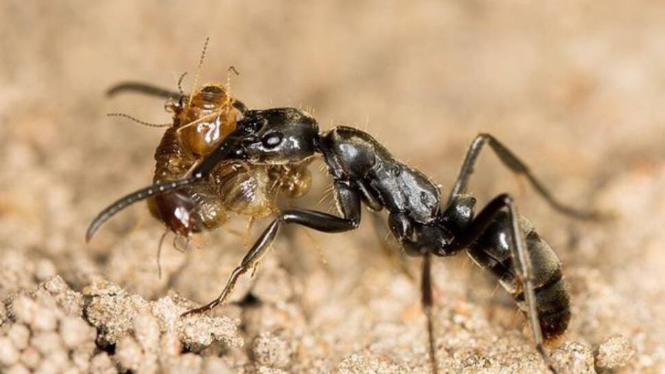 Termites vs Ants