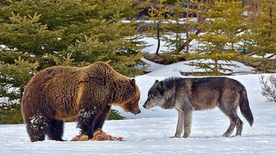 Bear vs. Wolf