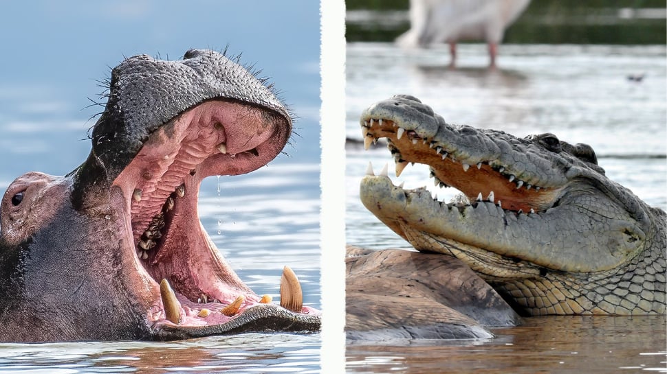 Hippopotamus vs Crocodile