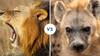 Hyena vs Lion