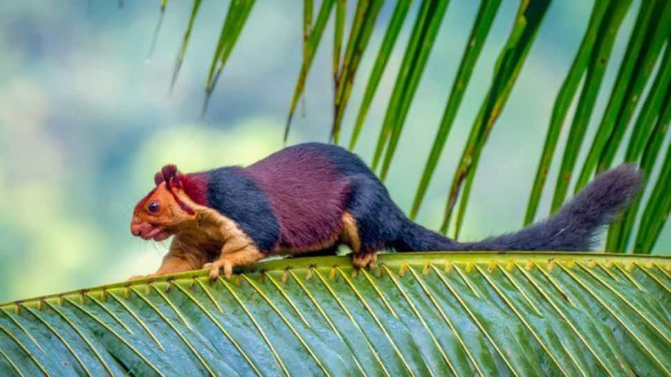 Massive Malabar Squirrel