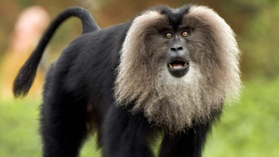 Lion-tailed Macaque