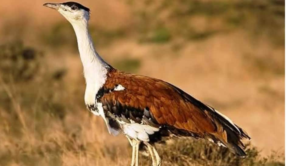 The Great Indian Bustard