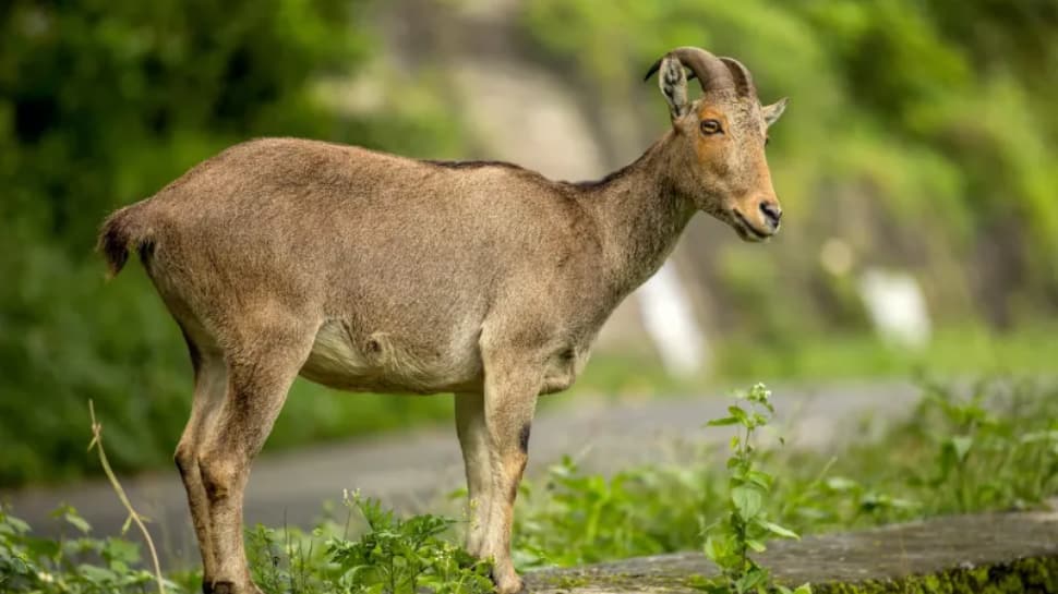 Nilgiri Tahr