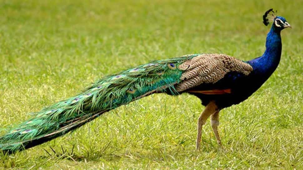 The Peacock of India