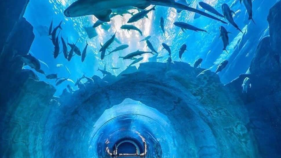 Dubai Aquarium and Underwater Zoo