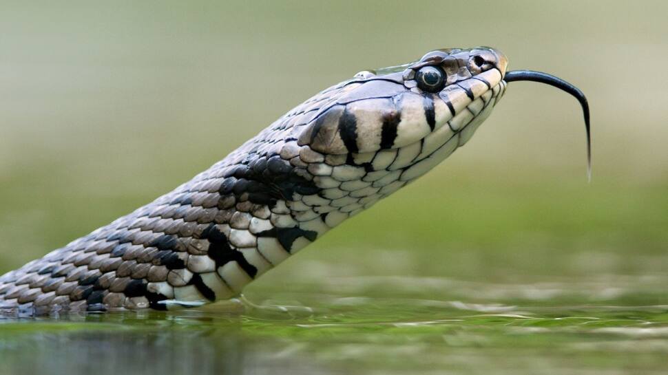 Zebra Snake