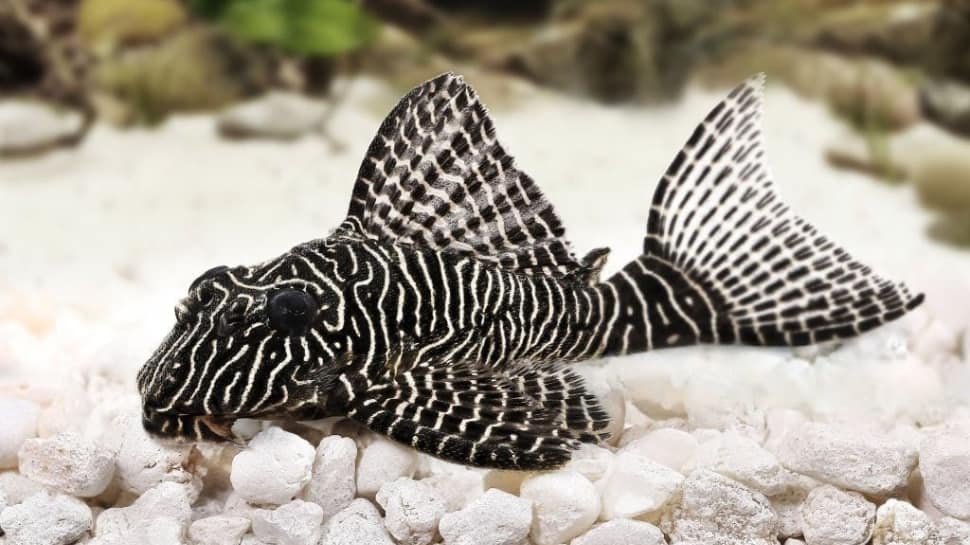 Zebra Pleco