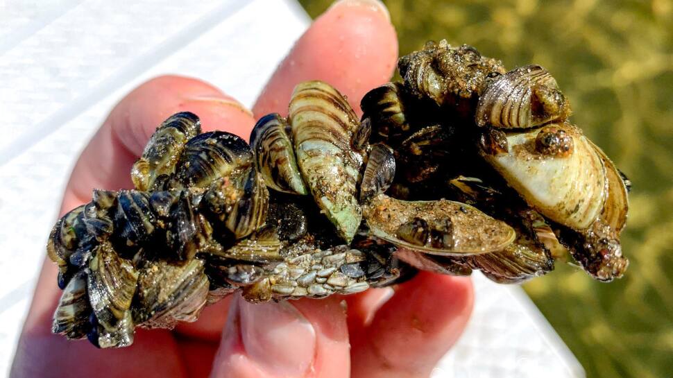 Zebra Mussels