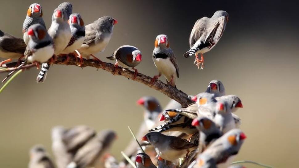 Zebra Finch