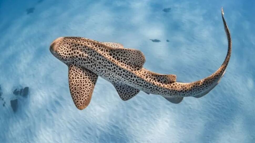 Zebra Shark