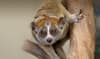 Slow Loris: