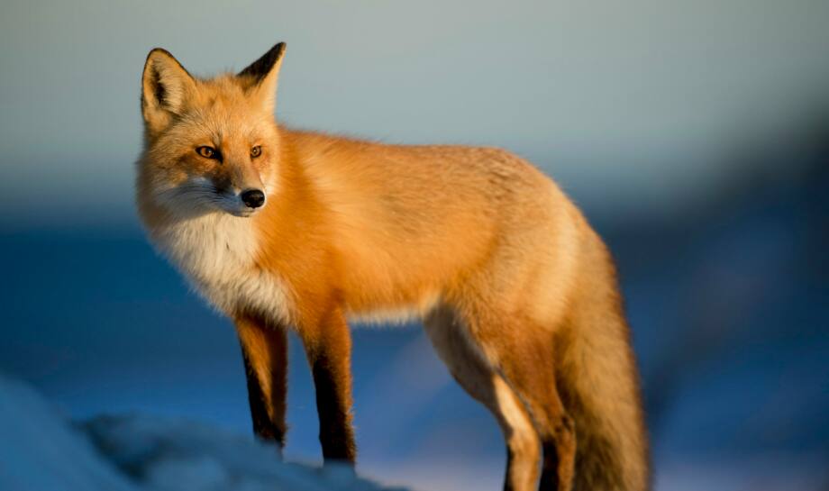 Red Fox: 