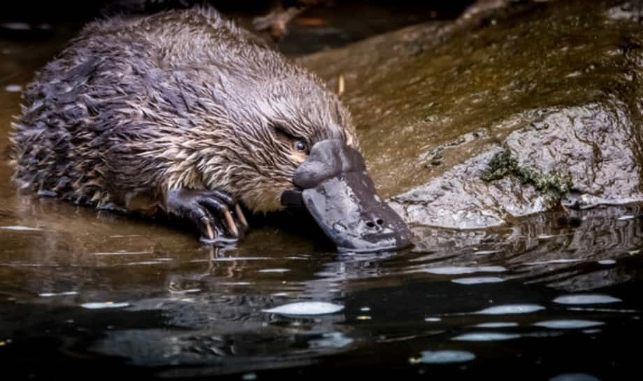 Platypus: 