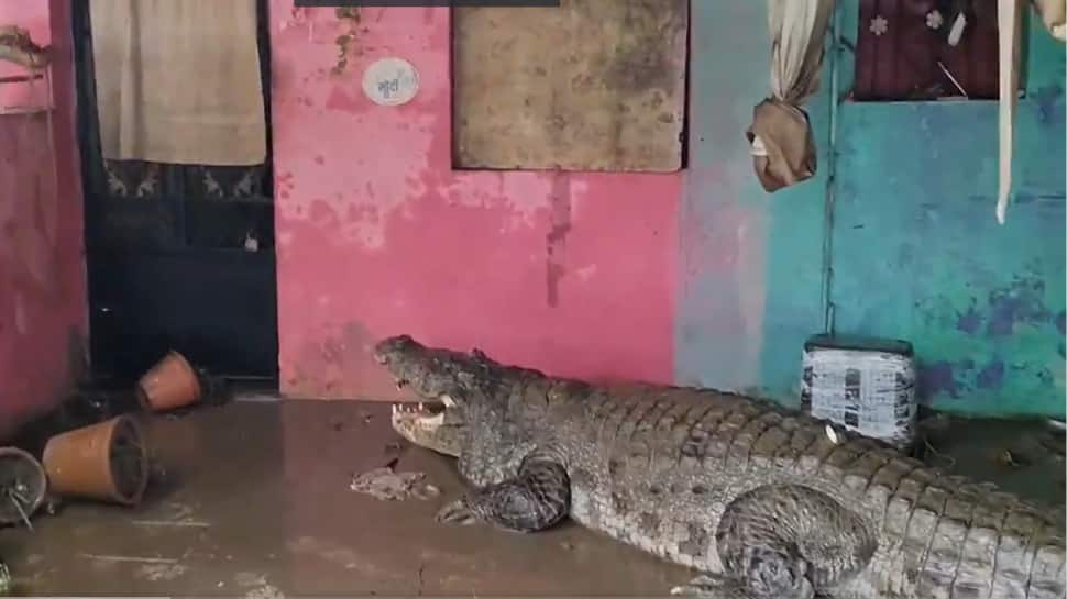 Video: 15-Foot Crocodile Enters Vadodara Home As Floods Wreak Havoc In ...