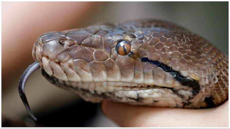 Jamshedpur Tragedy: Snake Charmer Suffocates As Python Strangles Him In ...