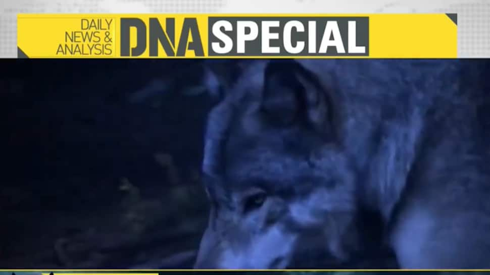 DNA: Analysing How Bahraich&#039;s Wolves Became Man-Eaters And The Hunt For Alpha Wolf