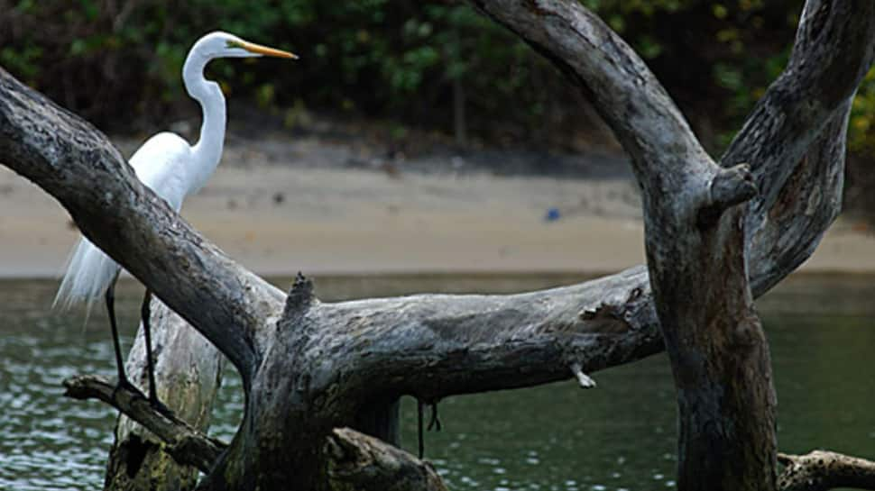 Go to the Bird Sanctuary at Kadalundi