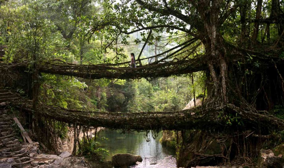 Living Root Bridge Trail