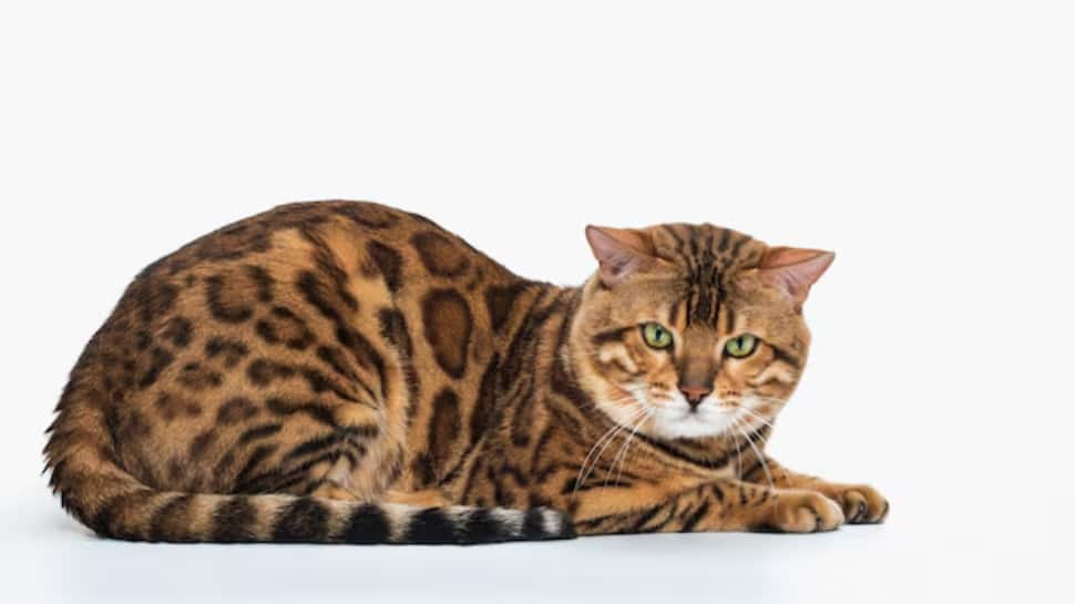 Bengal Cat