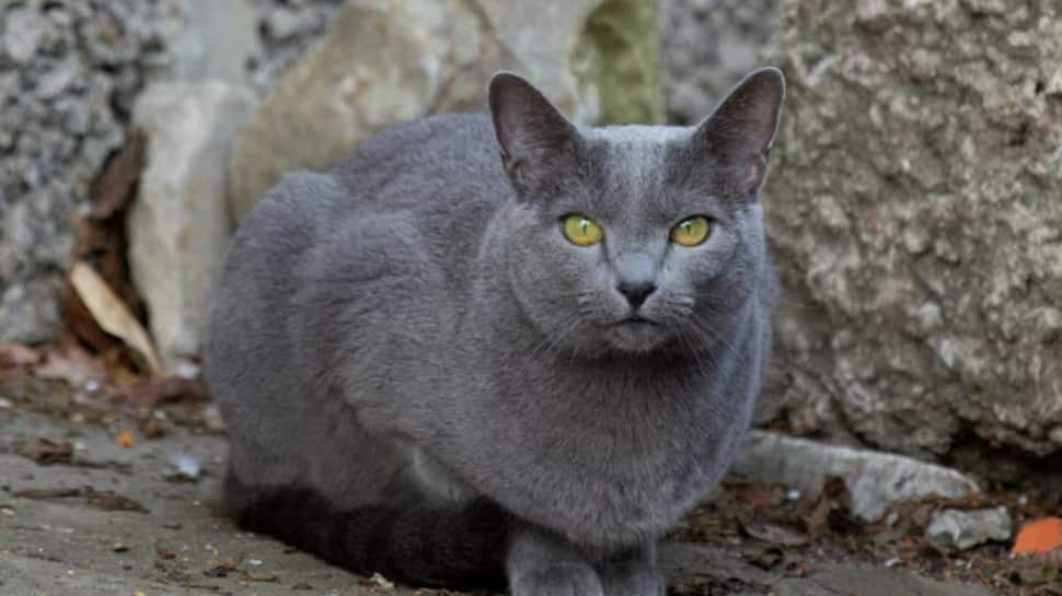 Korat Cat