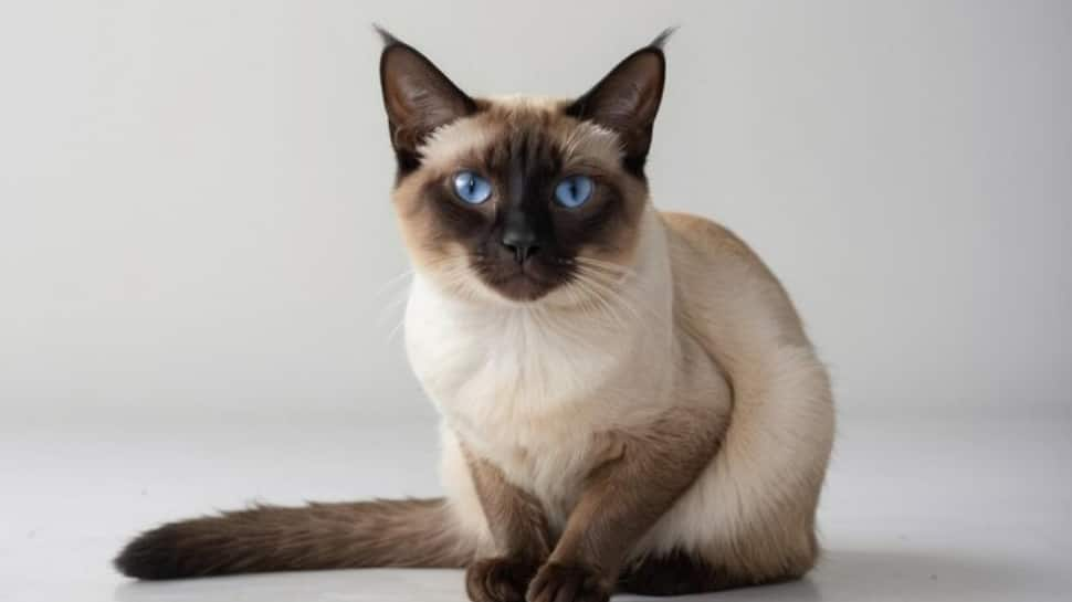 Siamese Cat