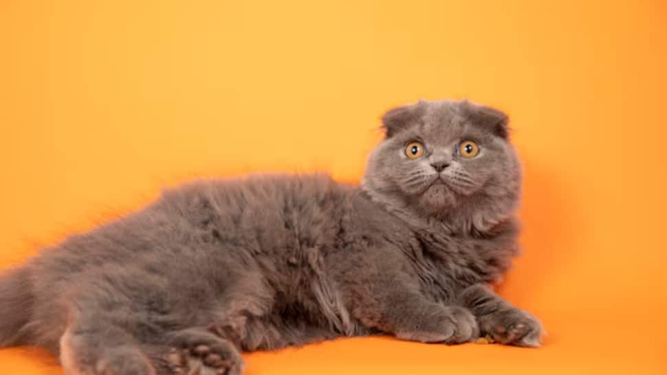 Scottish Fold Cat