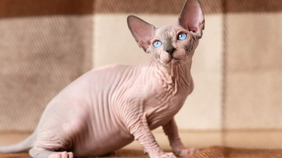 Sphynx Cat