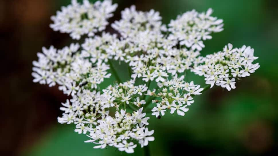 Raat Ki Rani (Cestrum)