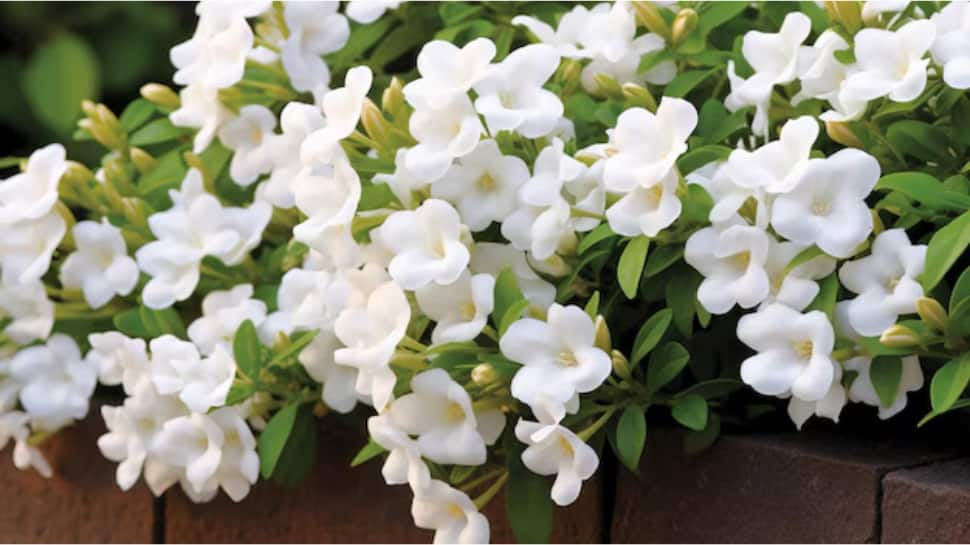 Gardenia (Cape Jasmine)