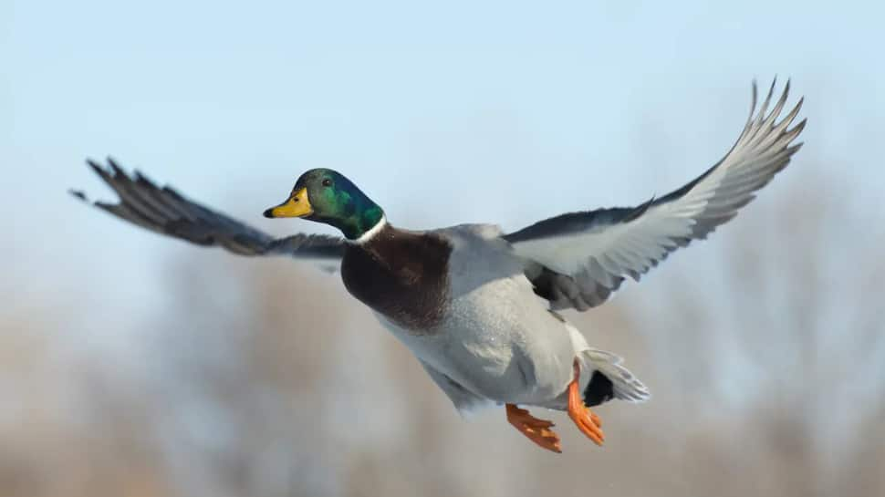 Mallard