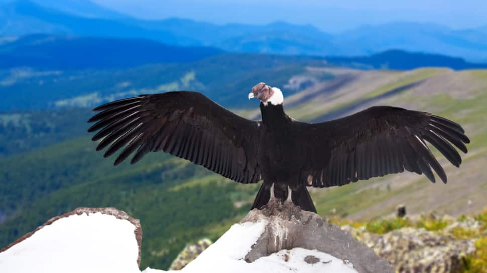 Andean Condor