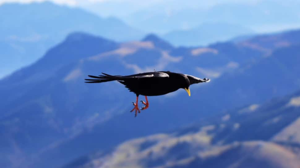 Alpine Chough